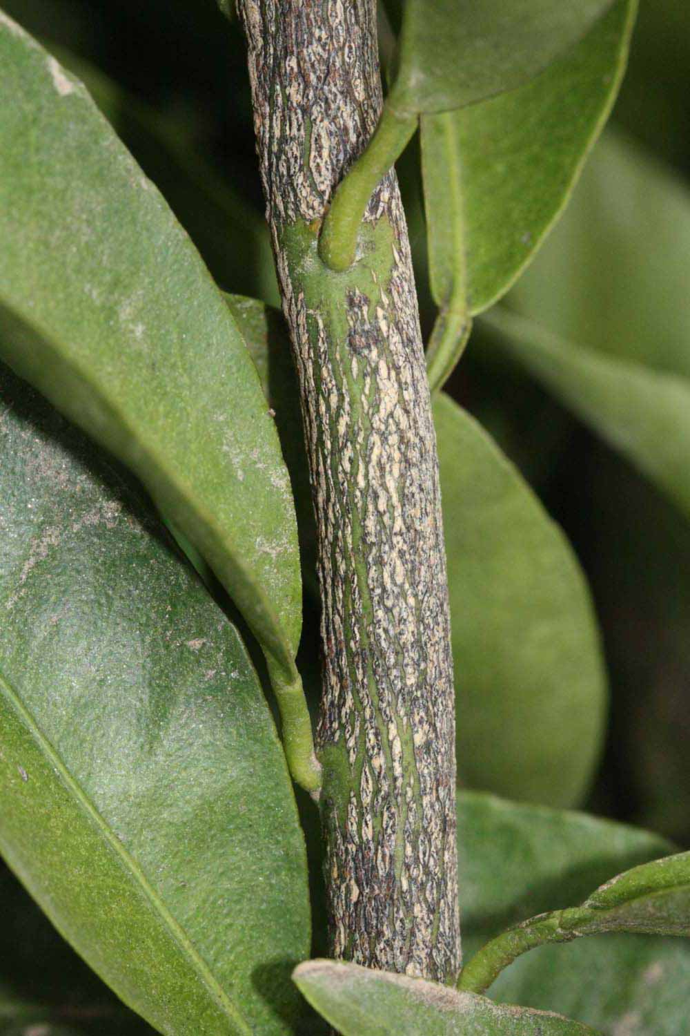              Second - third year twig (Riverside, CA)       